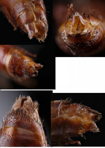 Sphecodes sp.